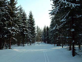 Pistes en forêt : il y en a des kilomètres comme ça !