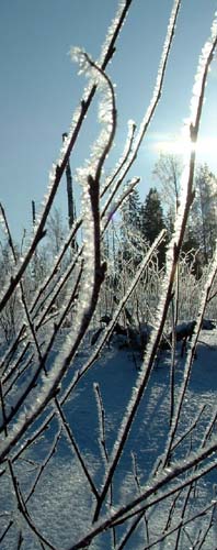 Givre au lever de soleil.