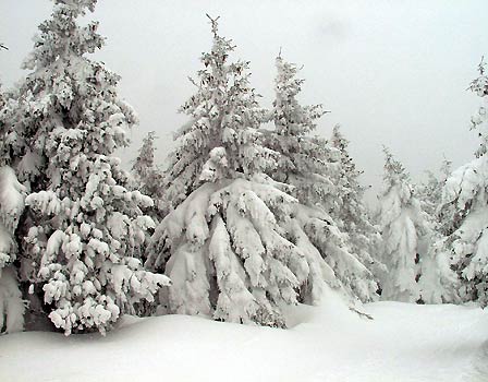 Forêt sous la neige... La piste passe juste au milieu !