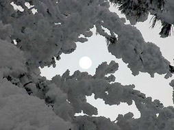 Soleil voilé dans les branches d'épicéa...