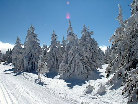 Ca aurait presque comme un petit goût de paradis sur terre pour un skieur nordique... non ?