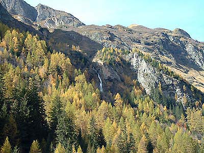 La forêt de mélèzes aux Brévières, aux couleurs de l'automne...