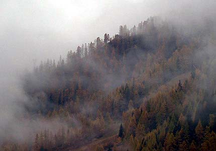 Mélèzes d'automne dans le brouillard...