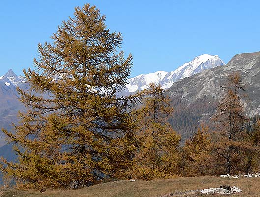Le Mont Blanc au mileu des mélèzes dorés ... Bientôt l'hiver ?