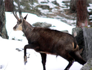 Les chamois du Grand Paradis nous ont accueillis pour la 27° Marcia Granparadiso