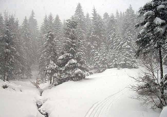 Ambiance hivernale en fond de combe. Sur la droite, la piste d'alternatif tracée au scooter.