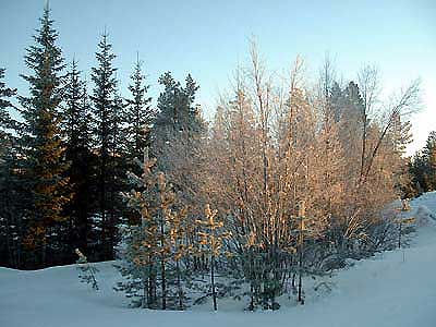 Lever de soleil sur les arbres givrés